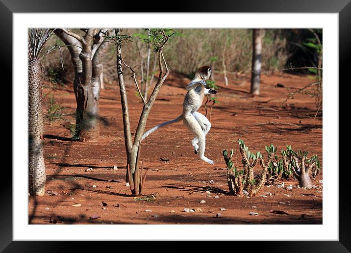 Dancing Verreaux sifika lemurs Framed Mounted Print by Gail Johnson