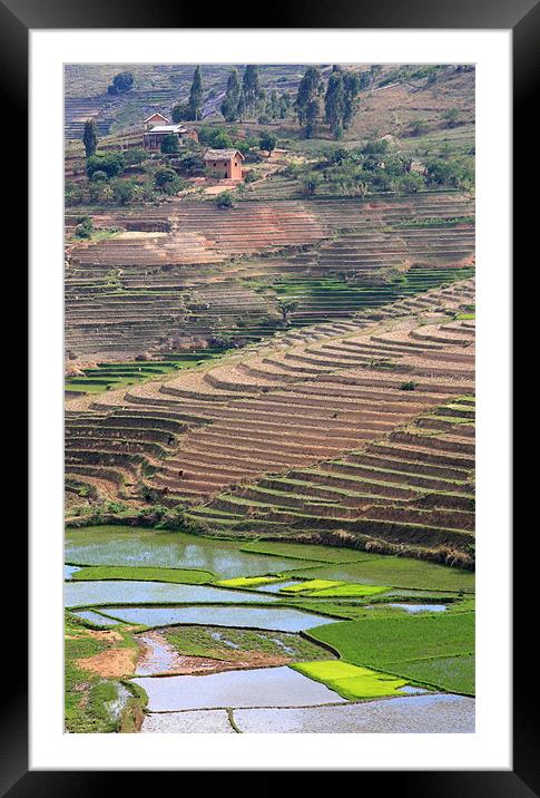 Rice Paddy Fields Framed Mounted Print by Gail Johnson