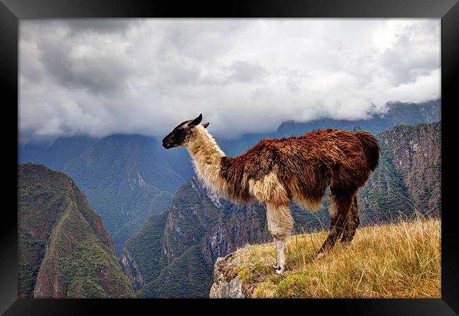 Alpaca at Machu Picchu Framed Print by Gail Johnson
