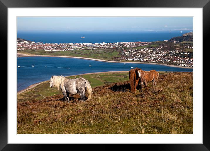 Wild Welsh Ponies Framed Mounted Print by Gail Johnson