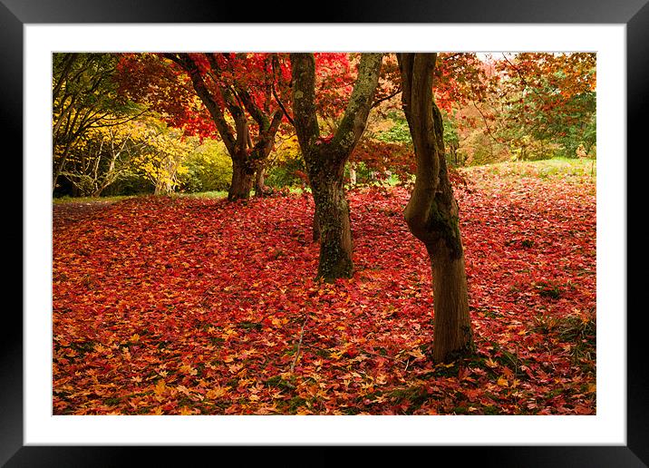 Bodnant garden in Autumn Framed Mounted Print by Gail Johnson