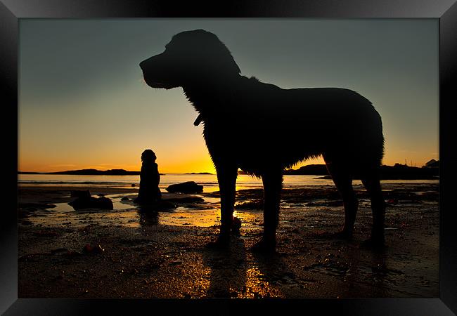 Dogs on the beach Framed Print by Gail Johnson
