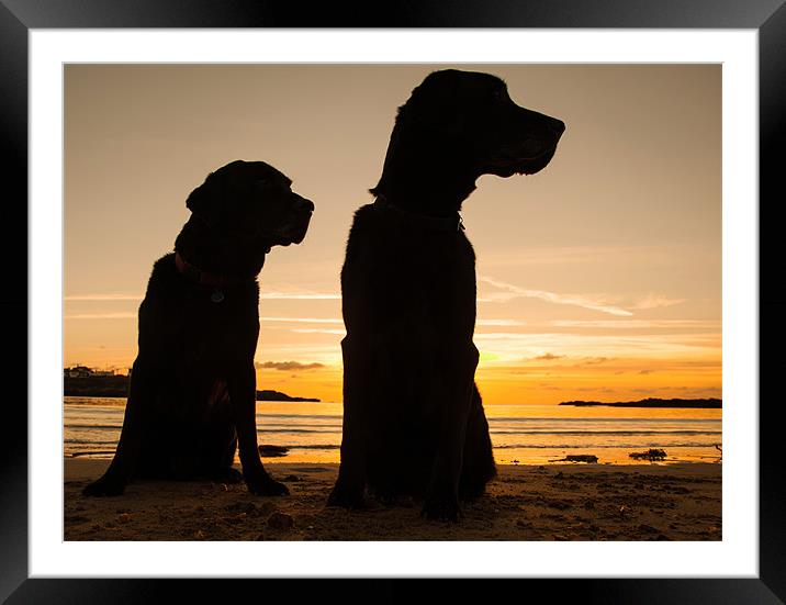 Dogs in the sunset Framed Mounted Print by Gail Johnson