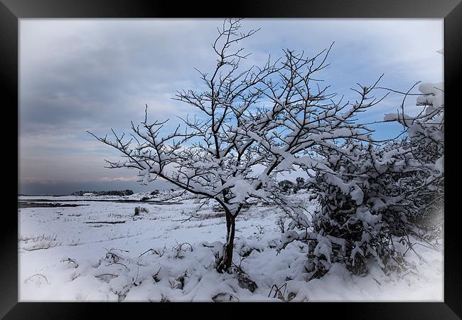 Winter tree Framed Print by Gail Johnson