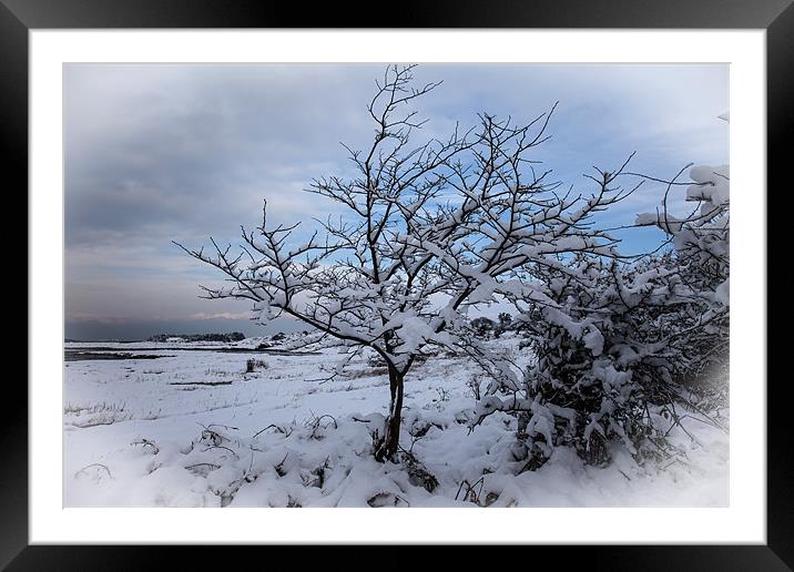 Winter tree Framed Mounted Print by Gail Johnson