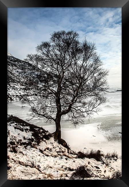 Winter tree Framed Print by Gail Johnson