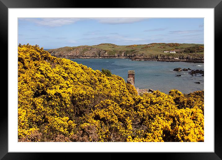 Porth Wen  Gorse Framed Mounted Print by Gail Johnson