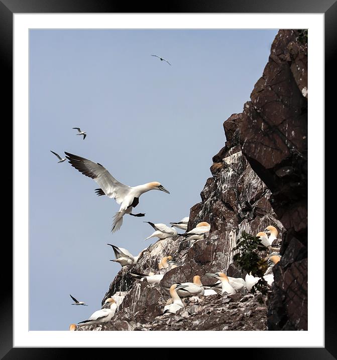 Gannets Framed Mounted Print by Gail Johnson