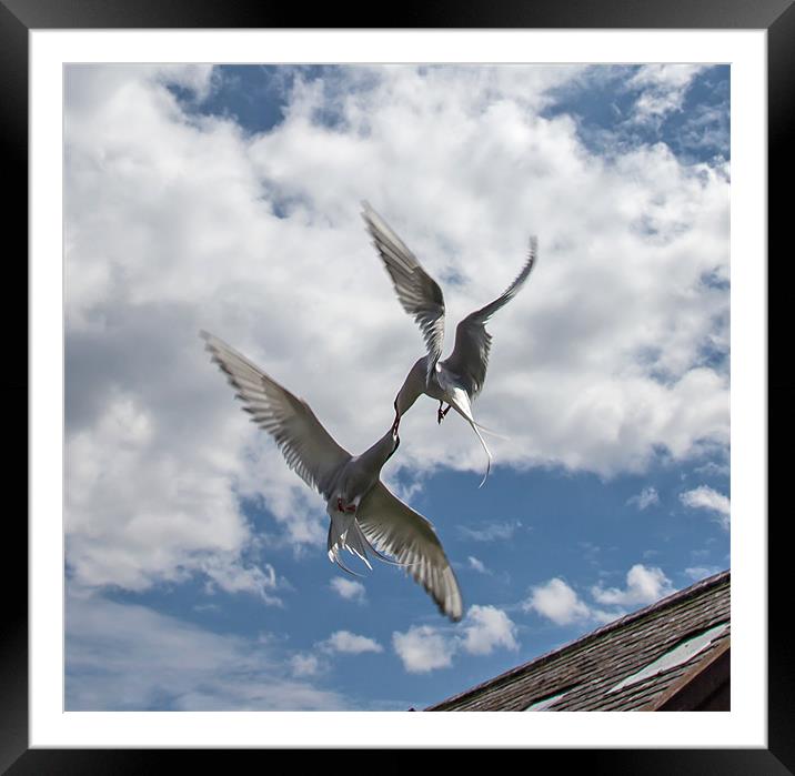 Arctic Terns Framed Mounted Print by Gail Johnson