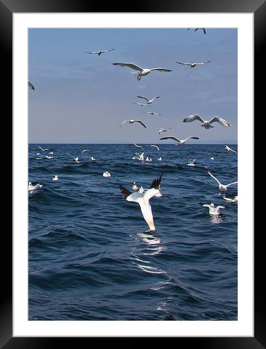 Gannets Framed Mounted Print by Gail Johnson