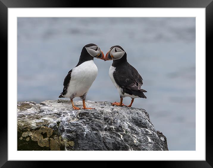 Puffins Framed Mounted Print by Gail Johnson