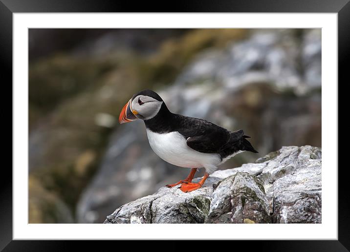 Puffins Framed Mounted Print by Gail Johnson
