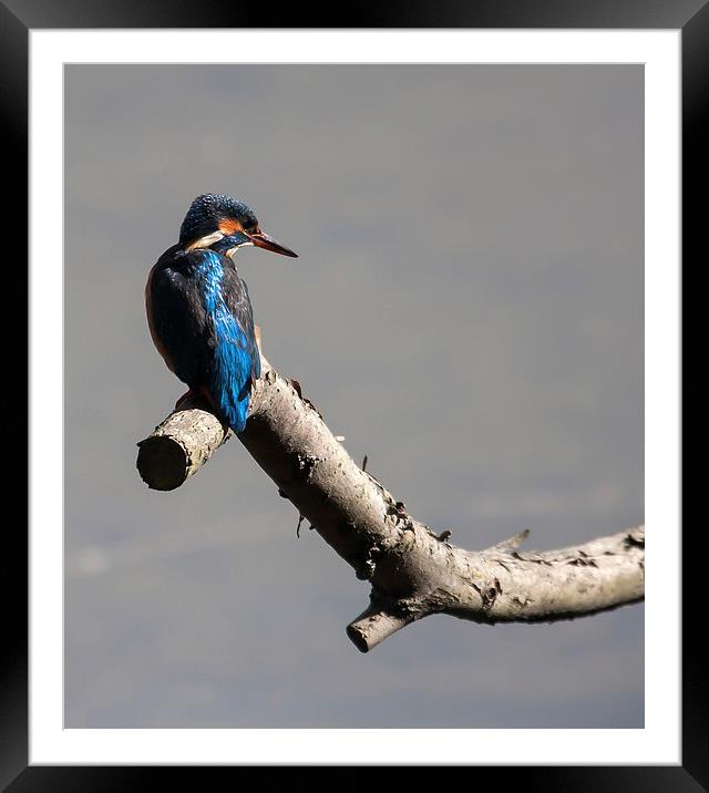 Kingfisher Framed Mounted Print by Gail Johnson