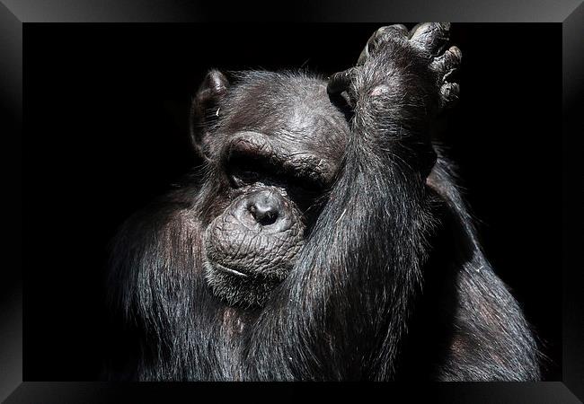 Chimpanzee in a zoo Framed Print by Gail Johnson