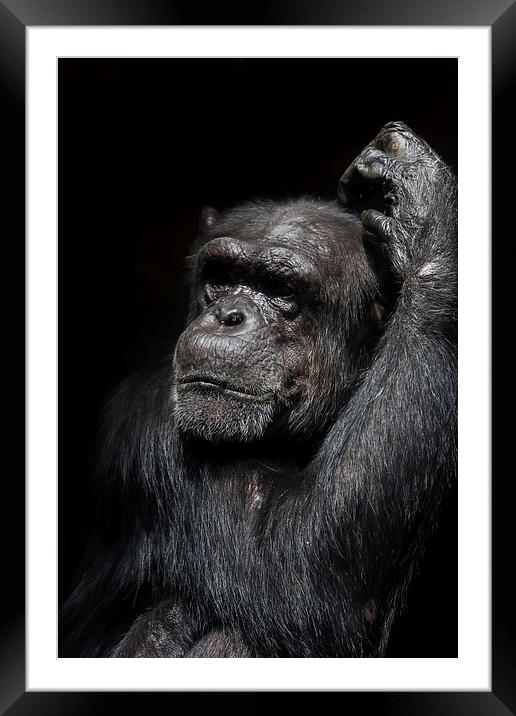 Chimpanzee in a zoo Framed Mounted Print by Gail Johnson