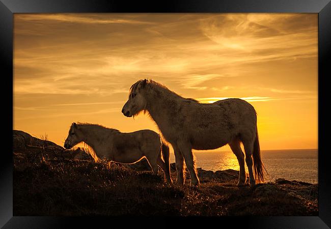 Wild Welsh Ponys Framed Print by Gail Johnson