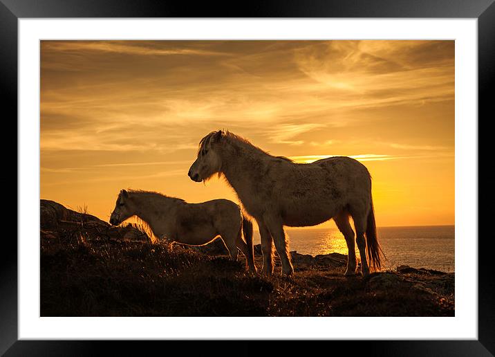 Wild Welsh Ponys Framed Mounted Print by Gail Johnson