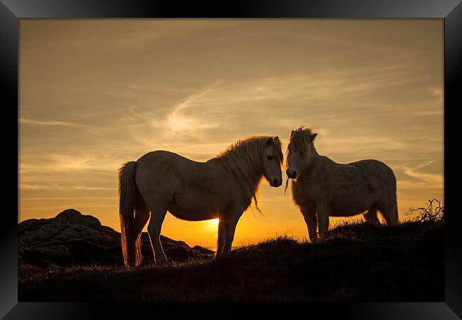 Wild Welsh Ponys Framed Print by Gail Johnson