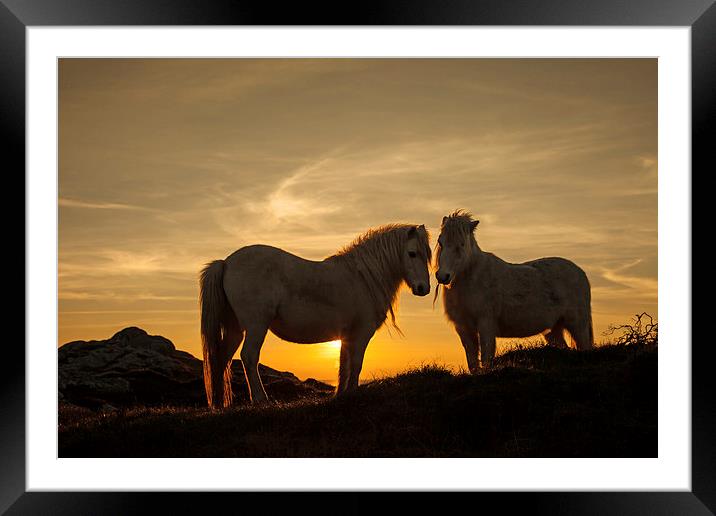 Wild Welsh Ponys Framed Mounted Print by Gail Johnson
