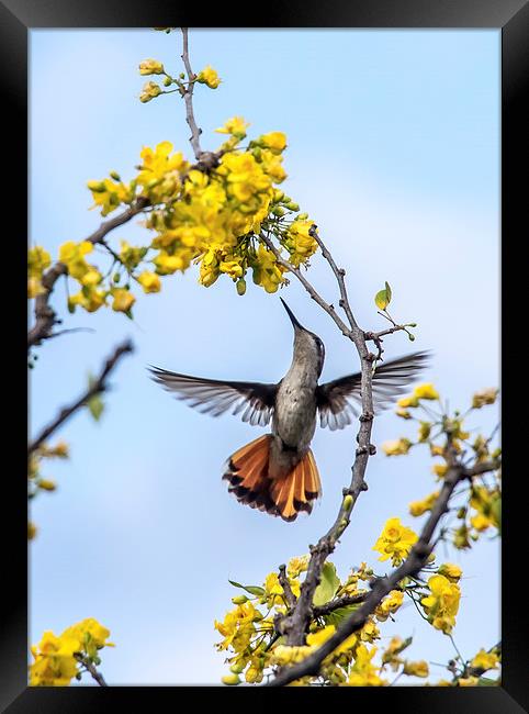 Ruby Topaz Humming bird Framed Print by Gail Johnson