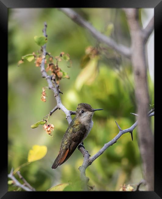 Ruby Topaz Humming bird Framed Print by Gail Johnson