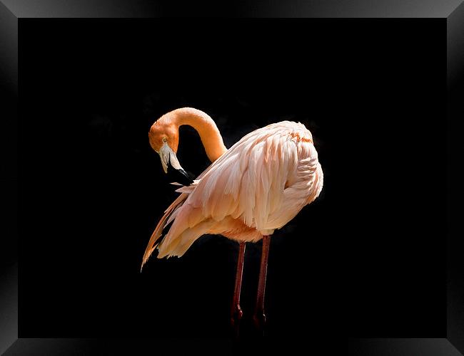 Pink Flamingo Framed Print by Gail Johnson