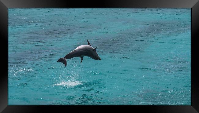 Dolphin spinning Framed Print by Gail Johnson