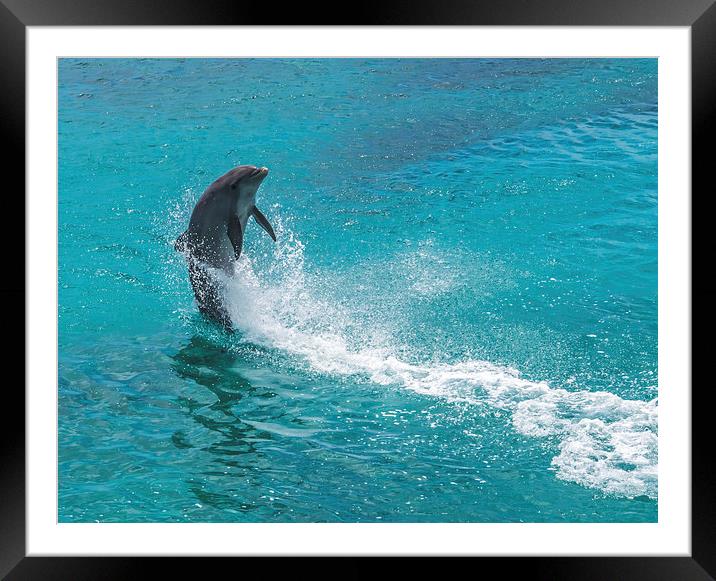 Dolphin spinning Framed Mounted Print by Gail Johnson