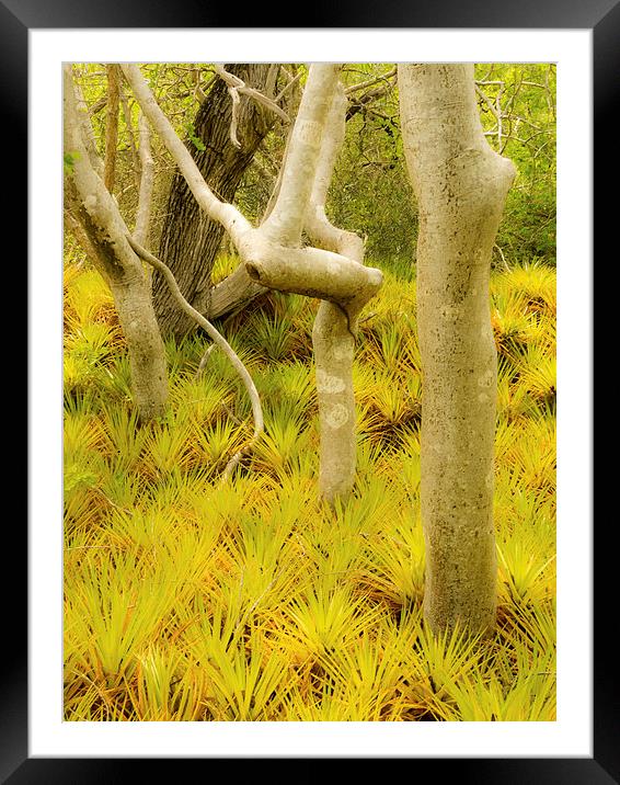 Bromeliad plants Framed Mounted Print by Gail Johnson