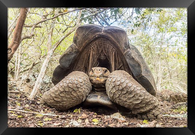  Giant Tortoise Framed Print by Gail Johnson