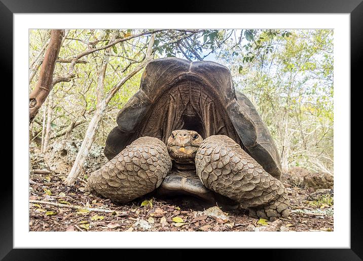  Giant Tortoise Framed Mounted Print by Gail Johnson