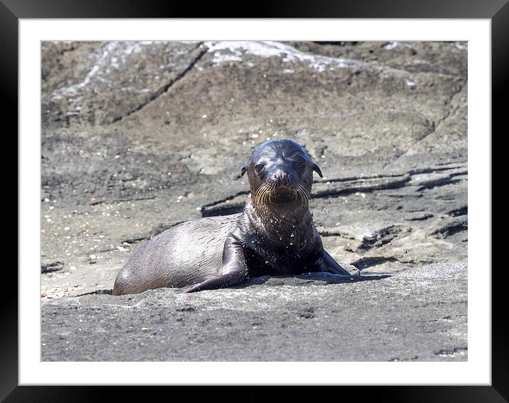Sea Lion Pup  Framed Mounted Print by Gail Johnson