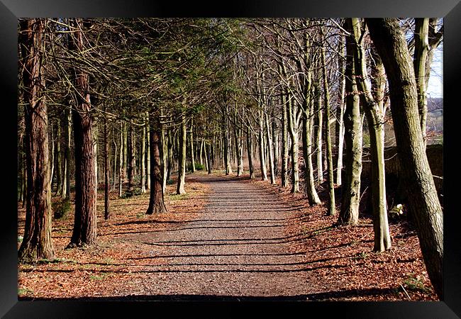 Avenue of tress at Alnwick Gardens Framed Print by Gail Johnson