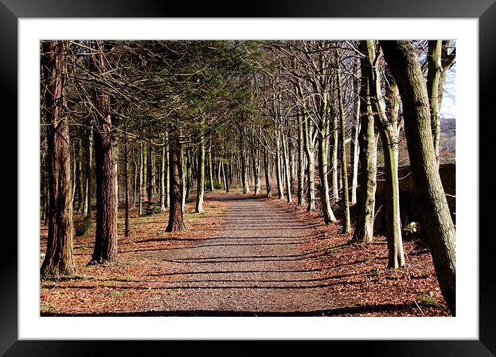Avenue of tress at Alnwick Gardens Framed Mounted Print by Gail Johnson