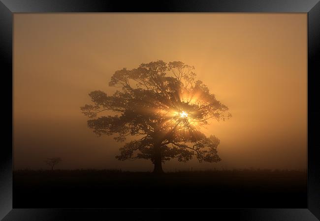 Tree silhouette in fog Framed Print by Gail Johnson