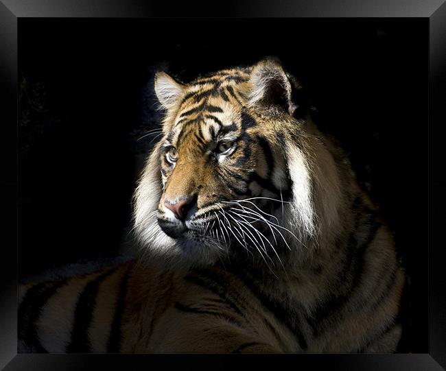 Sumatran Tiger Framed Print by Gail Johnson