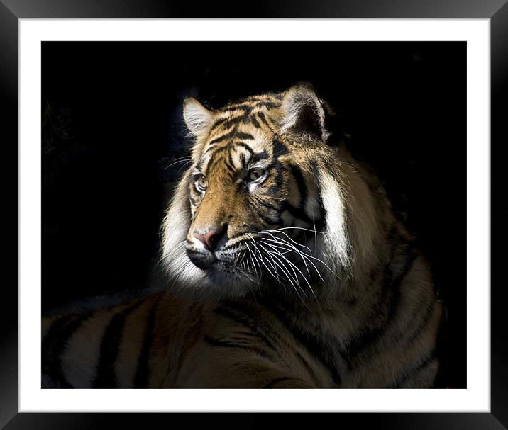 Sumatran Tiger Framed Mounted Print by Gail Johnson