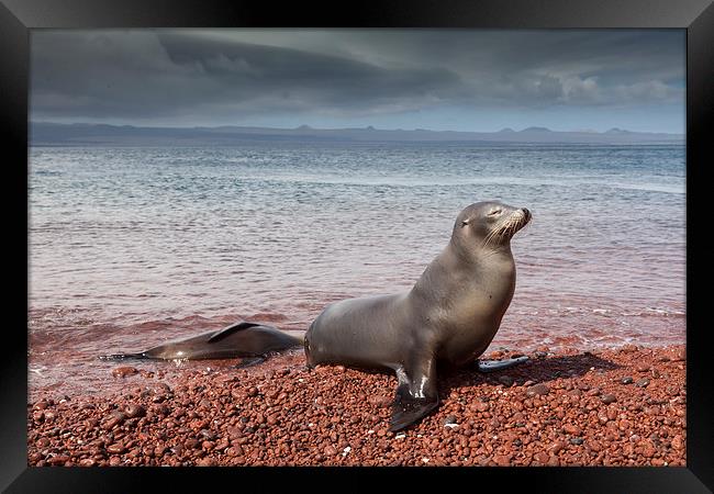Sealions on Red Sand Beach Framed Print by Gail Johnson