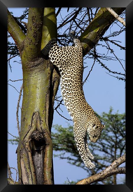 Leopard climbing down a tree Framed Print by Gail Johnson