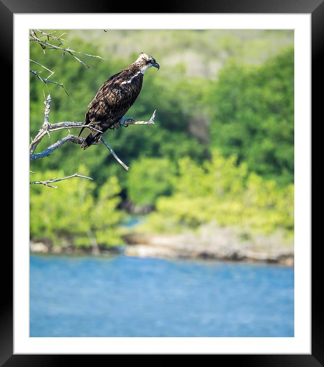 Osprey Bird of prey Framed Mounted Print by Gail Johnson