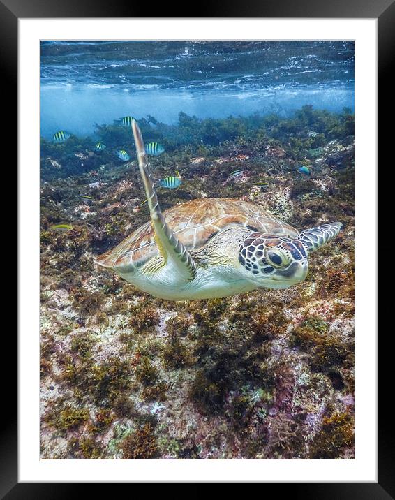 Turtle underwater Framed Mounted Print by Gail Johnson