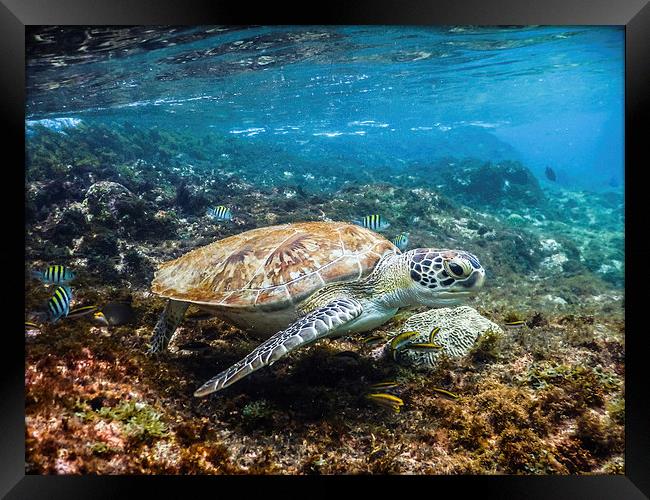 Turtle Underwater  Framed Print by Gail Johnson