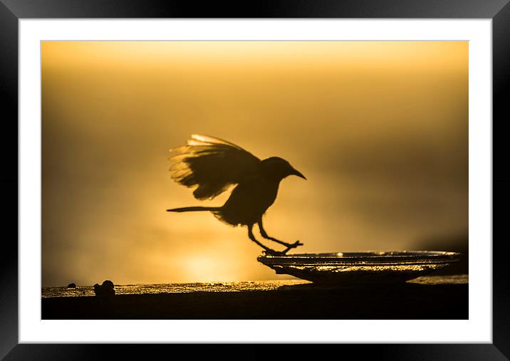 Birds in flight at sunset Framed Mounted Print by Gail Johnson