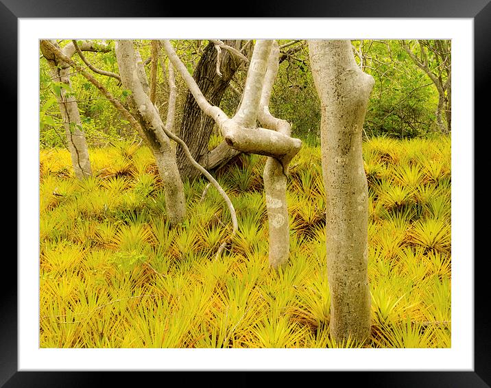 Bromeliad plants Framed Mounted Print by Gail Johnson