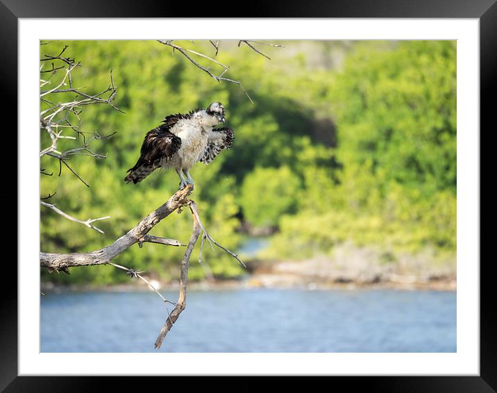 Osprey bird of prey Framed Mounted Print by Gail Johnson