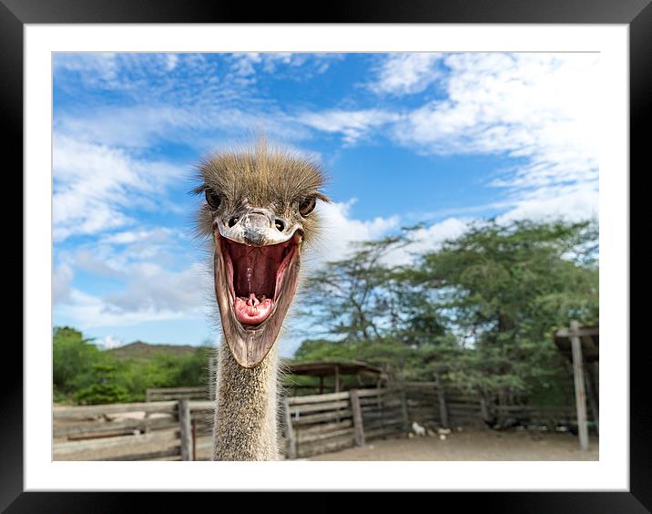 Ostrich Framed Mounted Print by Gail Johnson