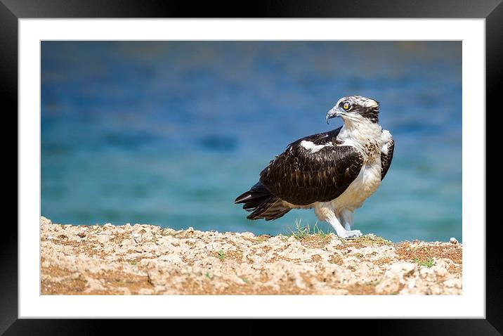 Osprey Bird of prey Framed Mounted Print by Gail Johnson