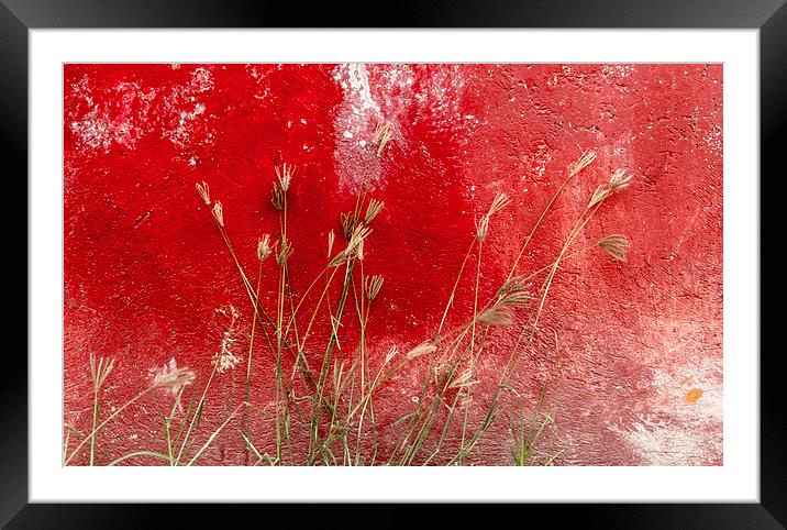 red and grasses Framed Mounted Print by Gail Johnson