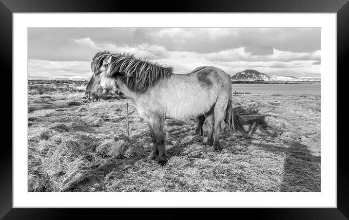 Icelandic ponies Views Framed Mounted Print by Gail Johnson