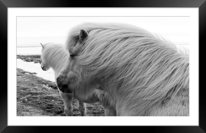 Icelandic Pony Views Framed Mounted Print by Gail Johnson